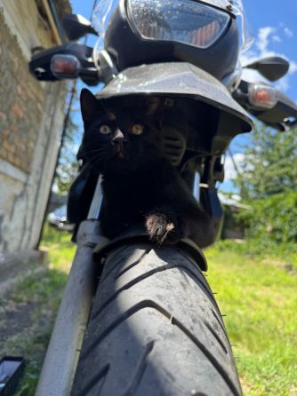 Котенок мальчик Донецк