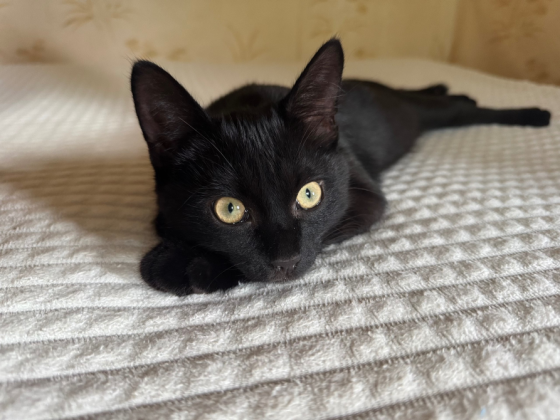 Котенок мальчик Донецк