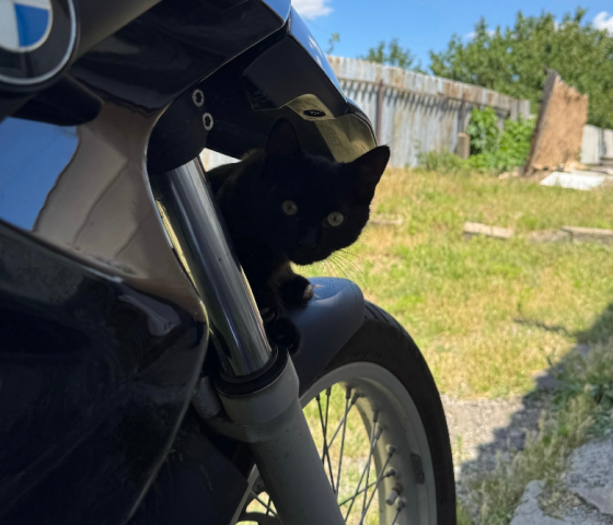 Котенок мальчик Донецк