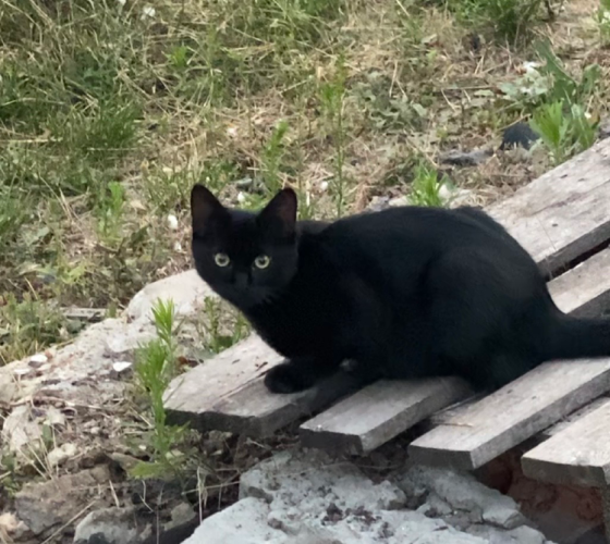 Котенок мальчик Донецк