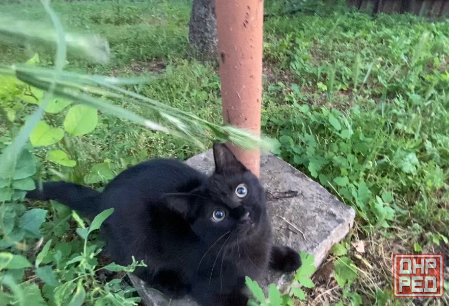 Котенок мальчик Донецк - изображение 5