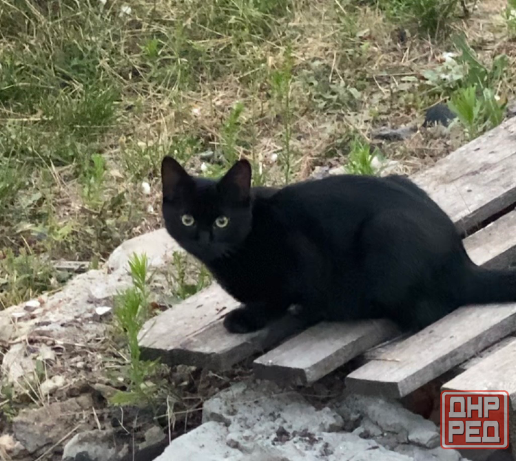 Котенок мальчик Донецк - изображение 1