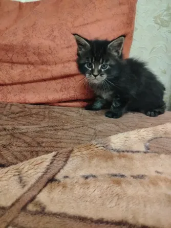 Продам котёнка Мейн-кун Донецк