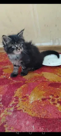 Продам котёнка Мейн-кун Донецк