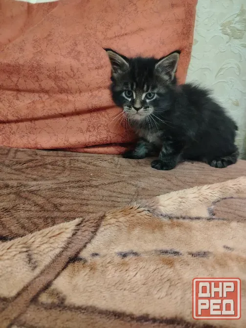 Продам котёнка Мейн-кун Донецк - изображение 2