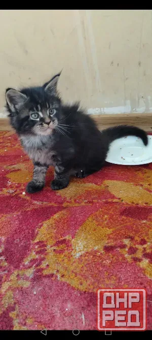 Продам котёнка Мейн-кун Донецк - изображение 3