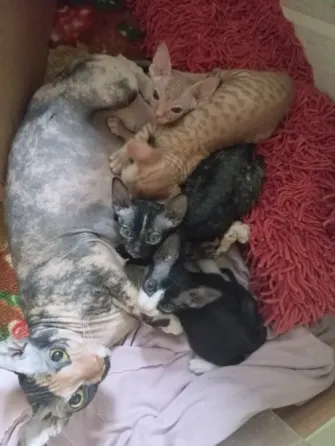 Котенок сфинкс Мариуполь