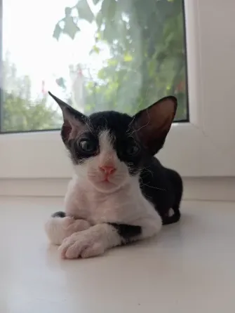 Котенок сфинкс Мариуполь