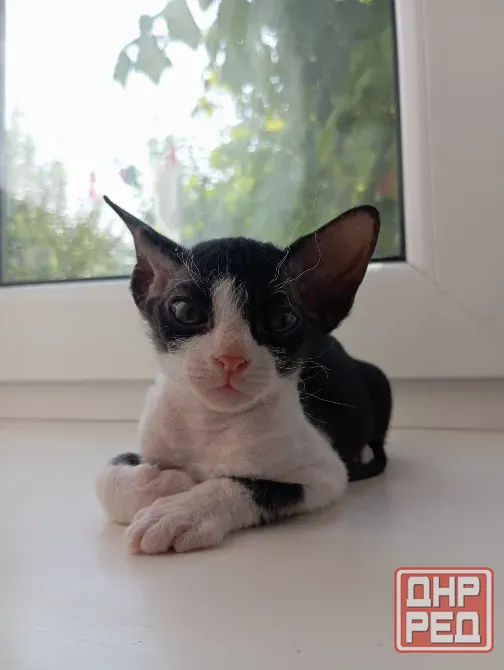 Котенок сфинкс Мариуполь - изображение 1