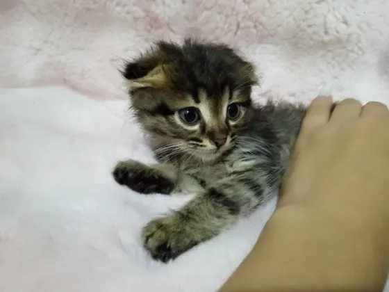 Котята фолд и страйт Донецк