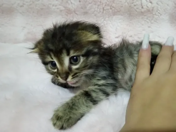 Котята фолд и страйт Донецк