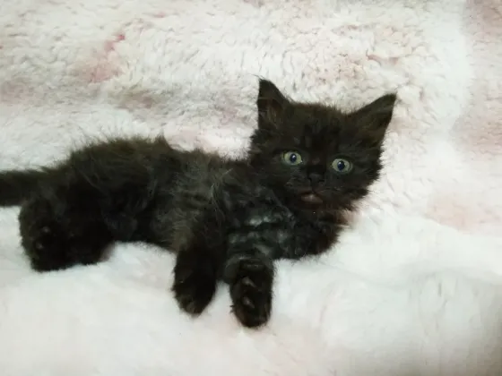 Котята фолд и страйт Донецк