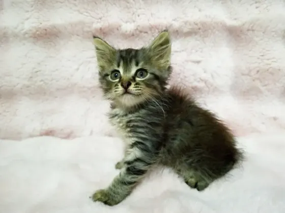 Котята фолд и страйт Донецк