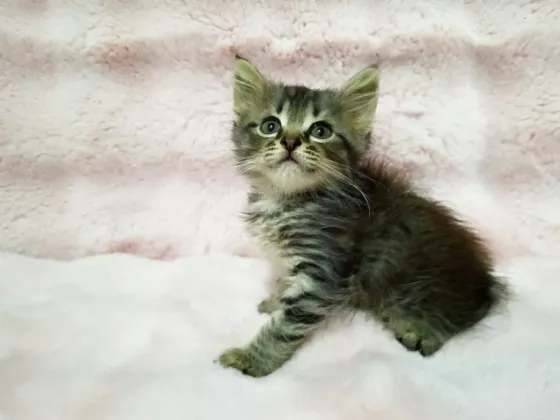 Котята фолд и страйт Донецк