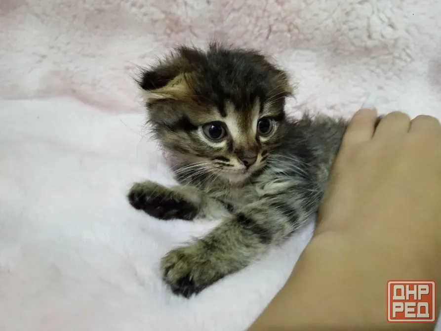 Котята фолд и страйт Донецк - изображение 5