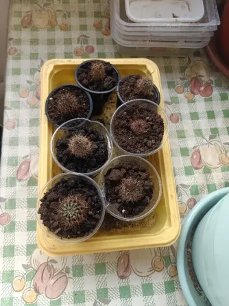 Маленькие кактусы бесплатно Донецк