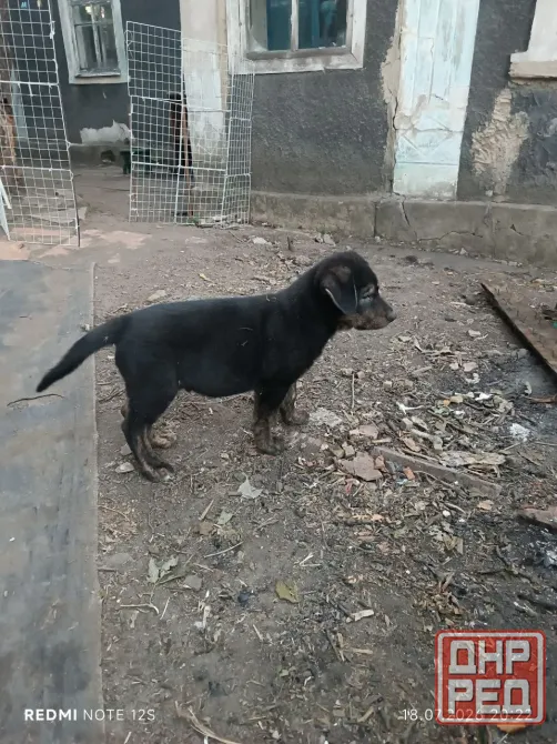 щенки в добрые руки отдам щенка пристройство щенков бесплатно Донецк - изображение 3