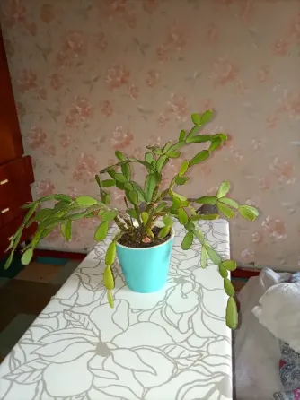 Рипсалидопсис Донецк