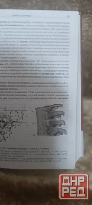 Учебник Анатомии человека Привес Донецк - изображение 6
