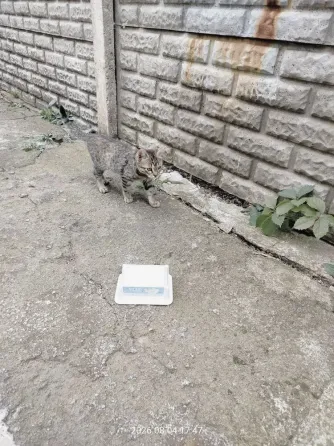 Отдам котят Донецк