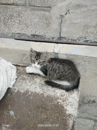 Отдам котят Донецк