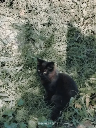 Отдам котят Донецк