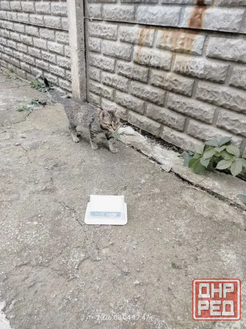 Отдам котят Донецк - изображение 2
