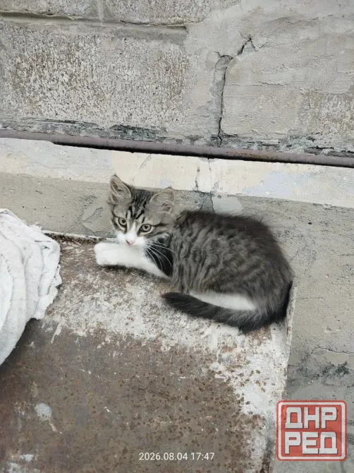 Отдам котят Донецк - изображение 3