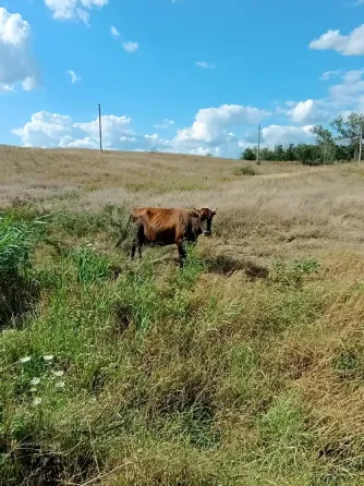 Корова продам. Иловайск