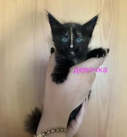 Мейн-кун котята Донецк