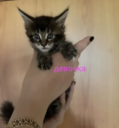 Мейн-кун котята Донецк
