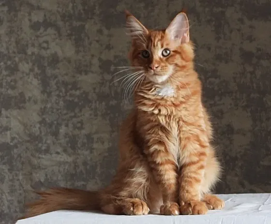 Котята мейн-кун 4,5 месяца Донецк