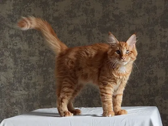 Котята мейн-кун 4,5 месяца Донецк