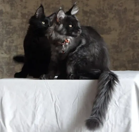 Котята мейн-кун 4,5 месяца Донецк
