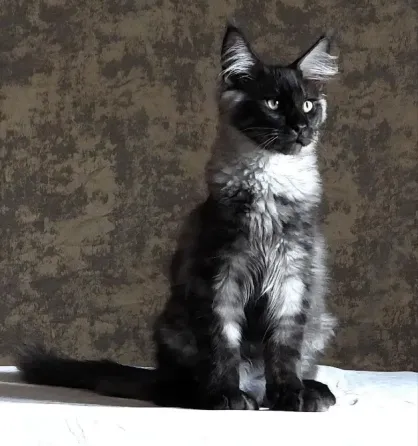 Котята мейн-кун 4,5 месяца Донецк