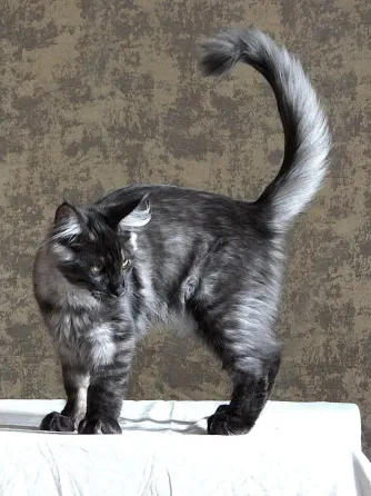 Котята мейн-кун 4,5 месяца Донецк