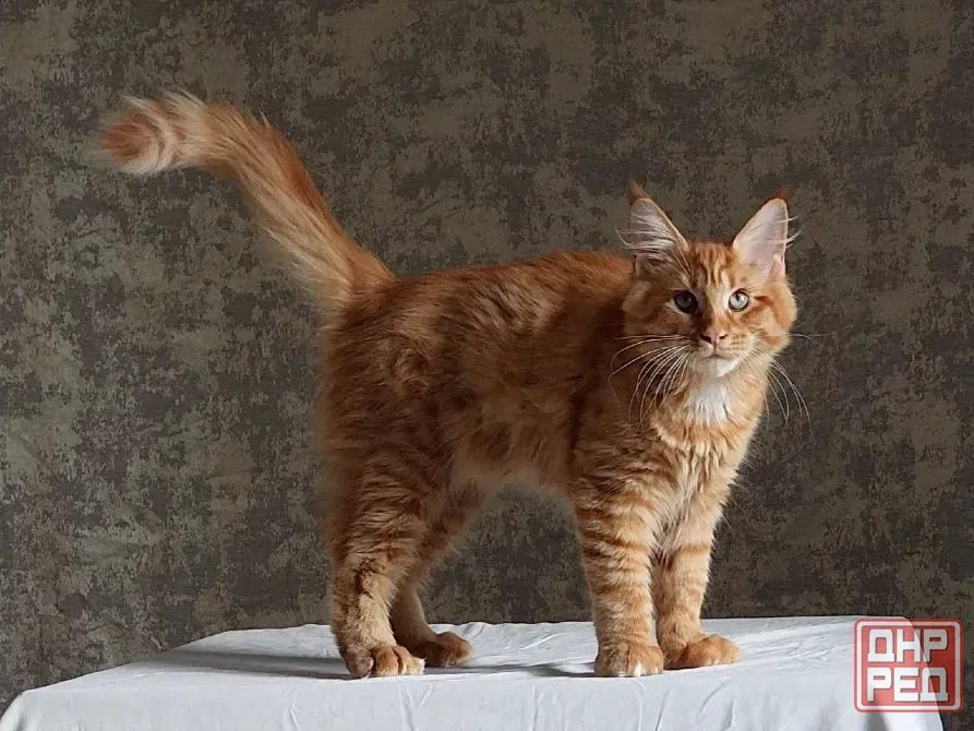 Котята мейн-кун 4,5 месяца Донецк - изображение 6
