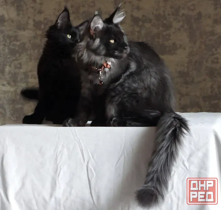 Котята мейн-кун 4,5 месяца Донецк - изображение 5
