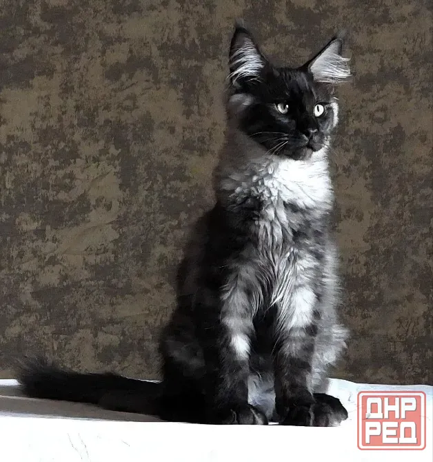 Котята мейн-кун 4,5 месяца Донецк - изображение 1