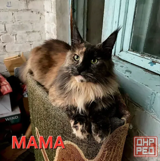 Котята мейн-кун 4,5 месяца Донецк - изображение 8