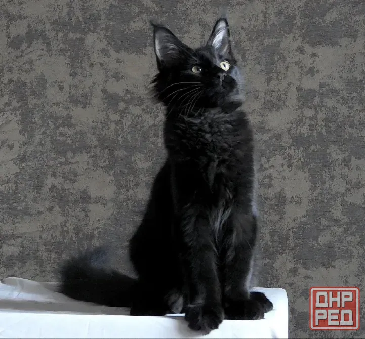Котята мейн-кун 4,5 месяца Донецк - изображение 2