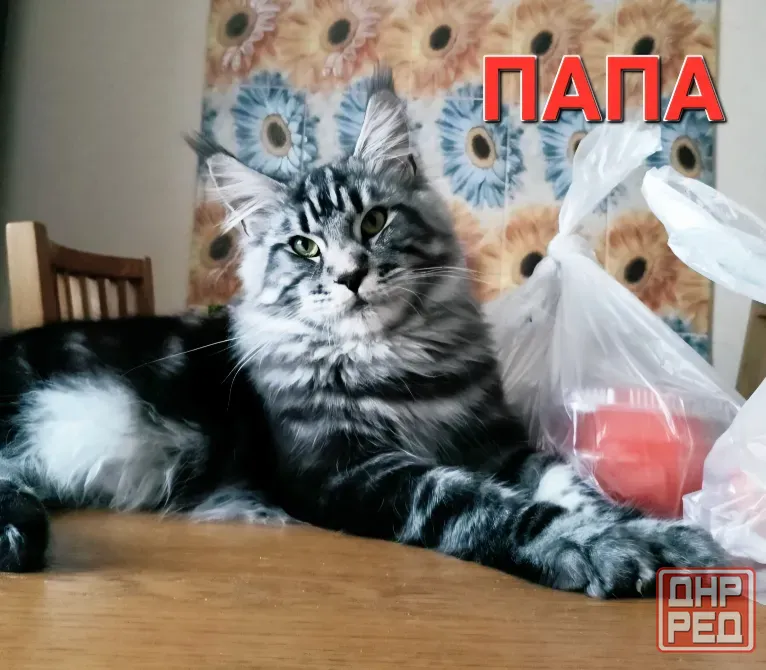 Котята мейн-кун 4,5 месяца Донецк - изображение 7