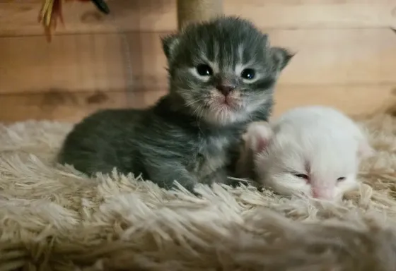Котята мейн-кун малыши Донецк