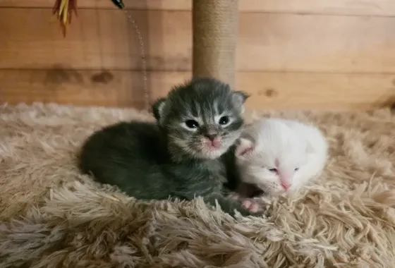 Котята мейн-кун малыши Донецк