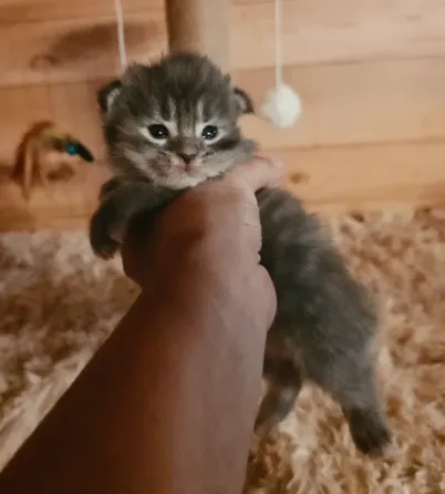 Котята мейн-кун малыши Донецк
