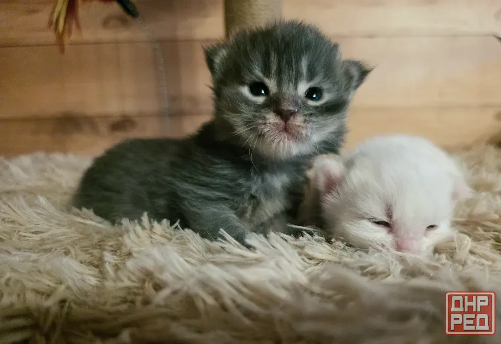 Котята мейн-кун малыши Донецк - изображение 1