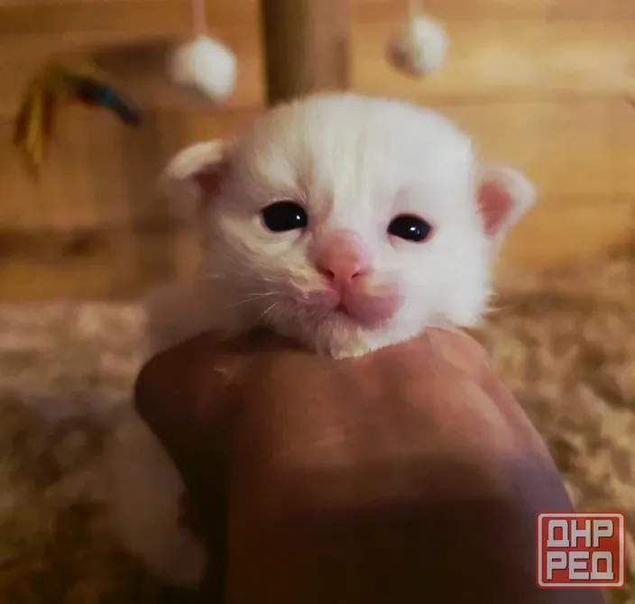 Котята мейн-кун малыши Донецк - изображение 5
