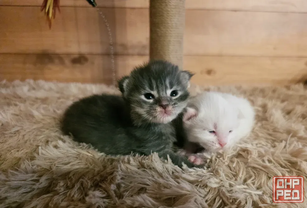 Котята мейн-кун малыши Донецк - изображение 2