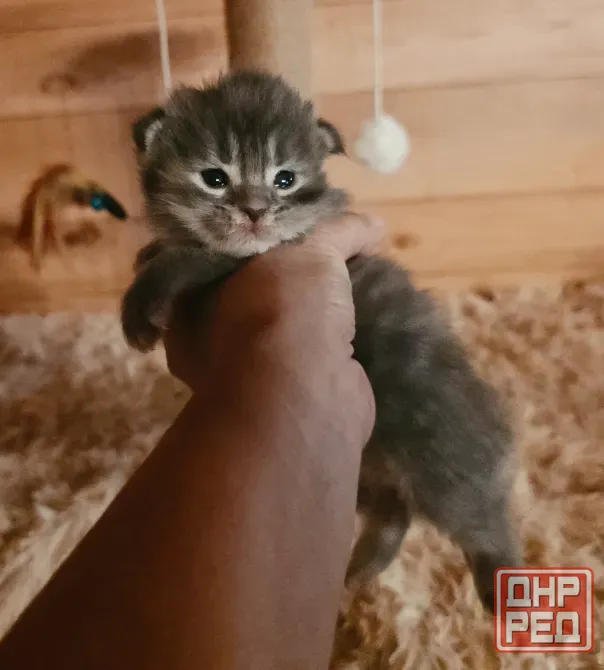 Котята мейн-кун малыши Донецк - изображение 3