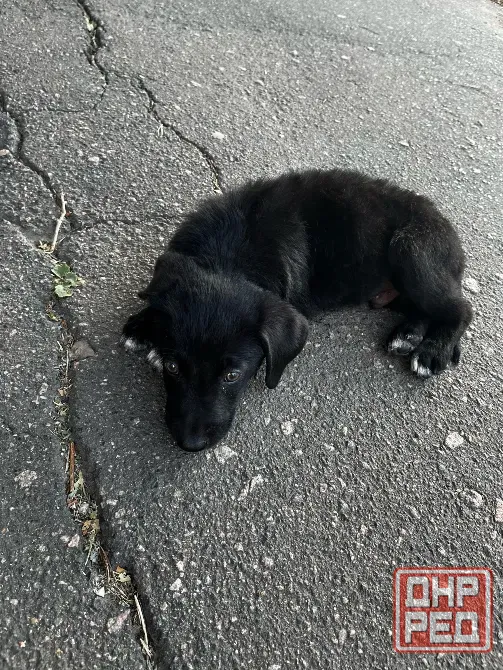 Отдам даром собаку Кобель На вид 1,5-2 месяца Блох нет Донецк Донецк - изображение 1